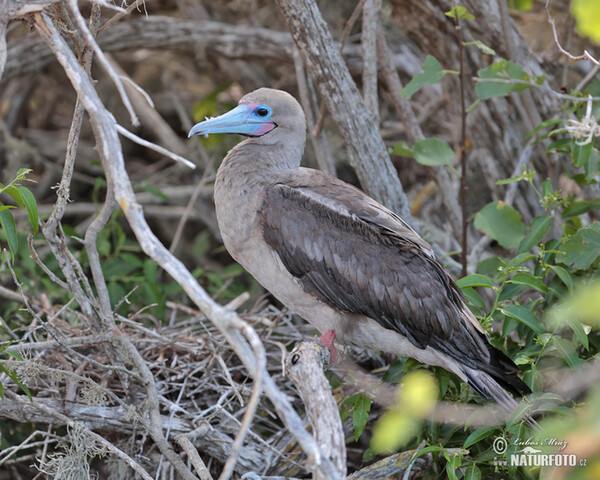 Red-footed Booby (Sula sula)