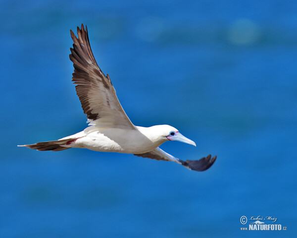 Red-footed Booby (Sula sula)