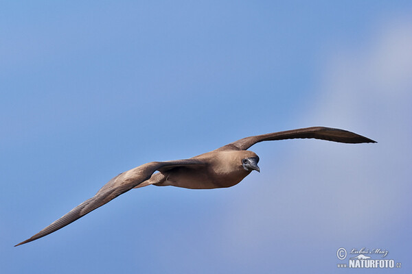 Red-footed Booby (Sula sula)