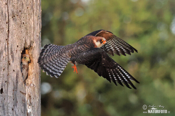 Red-footed Kestrel (Falco vespertinus)