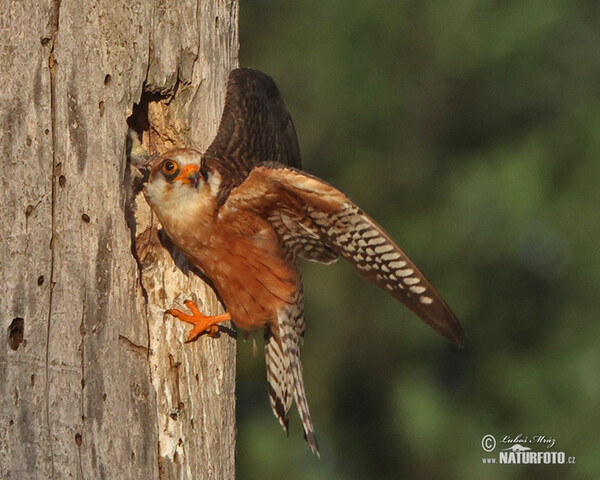 Red-footed Kestrel (Falco vespertinus)