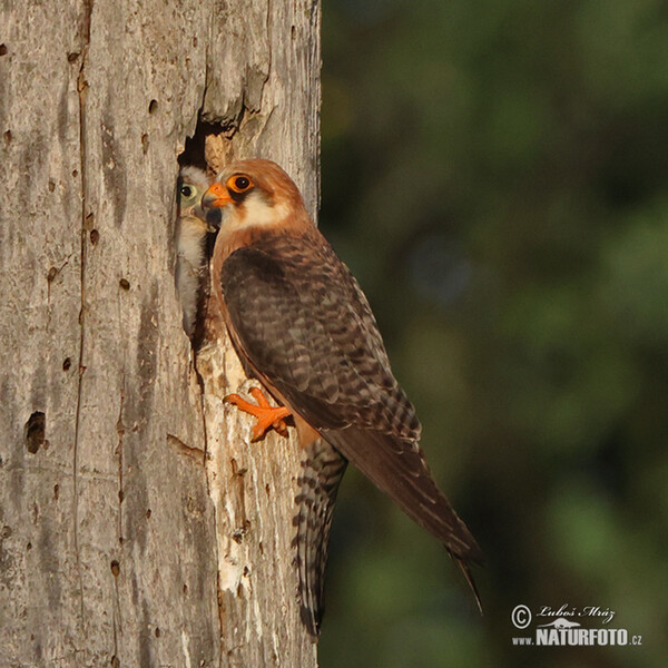 Red-footed Kestrel (Falco vespertinus)