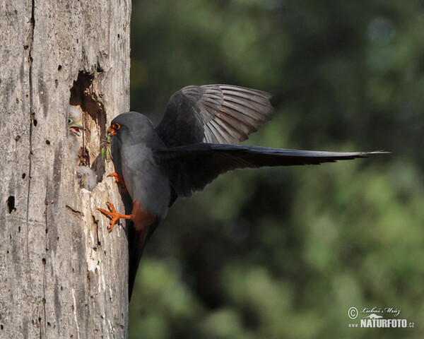 Red-footed Kestrel (Falco vespertinus)