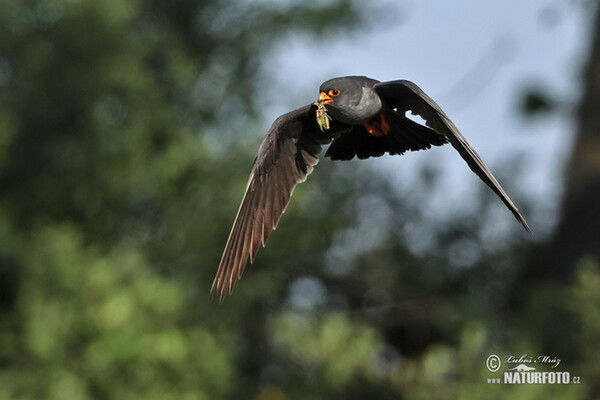 Red-footed Kestrel (Falco vespertinus)
