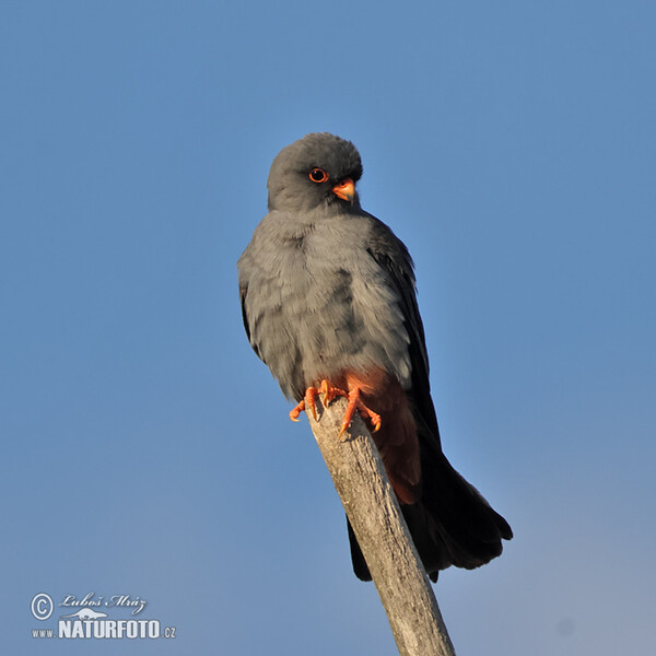 Red-footed Kestrel (Falco vespertinus)