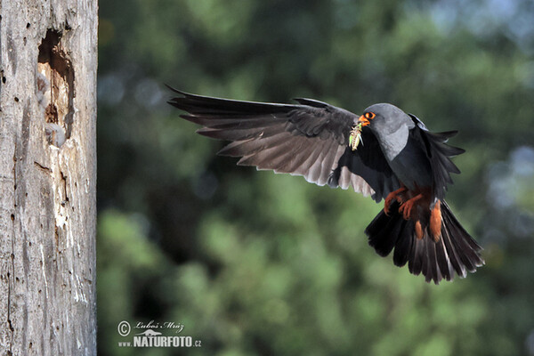 Red-footed Kestrel (Falco vespertinus)