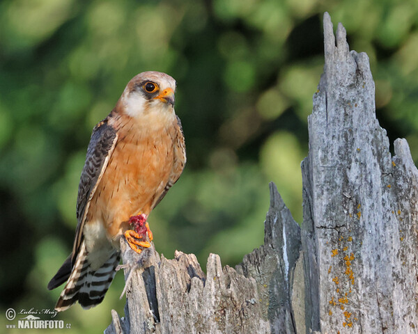 Red-footed Kestrel (Falco vespertinus)