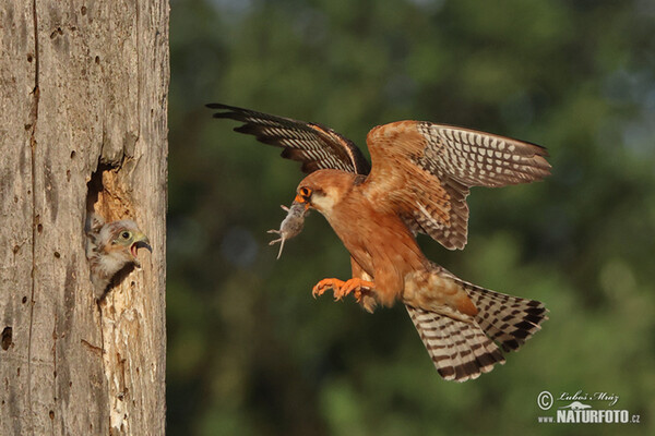 Red-footed Kestrel (Falco vespertinus)