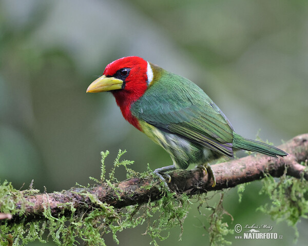 Red-headed Barbet (Eubucco bourcierii)