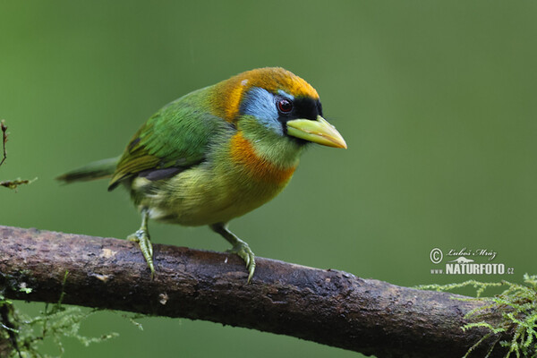 Red-headed Barbet (Eubucco bourcierii)