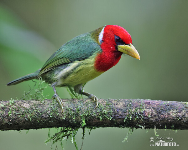 Red-headed Barbet (Eubucco bourcierii)