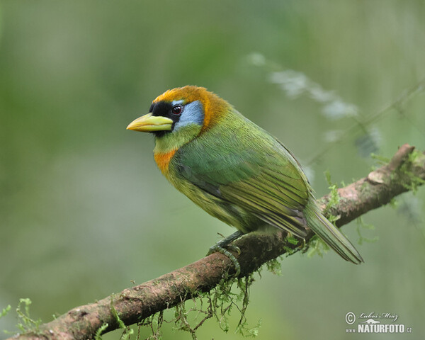 Red-headed Barbet (Eubucco bourcierii)