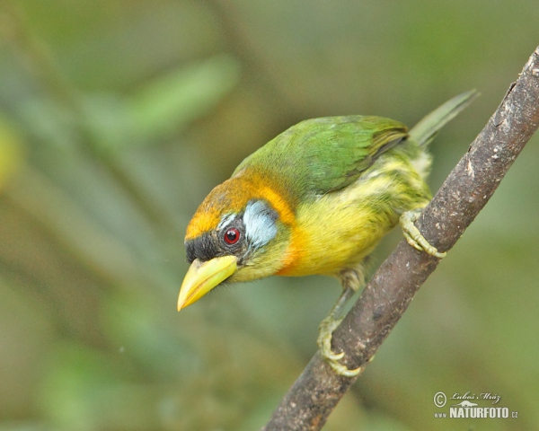 Red-headed Barbet (Eubucco bourcierii)