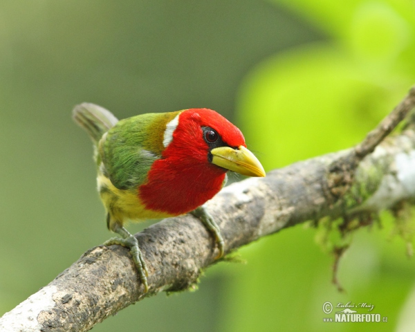 Red-headed Barbet (Eubucco bourcierii)