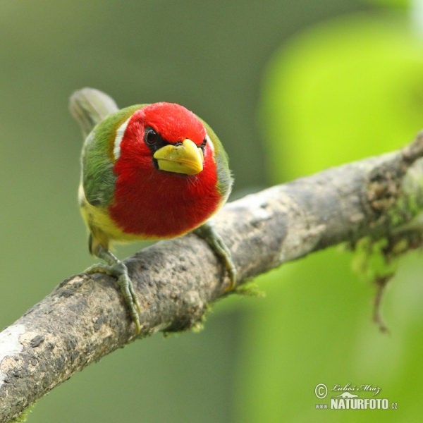 Red-headed Barbet (Eubucco bourcierii)