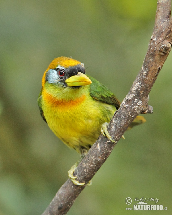 Red-headed Barbet (Eubucco bourcierii)