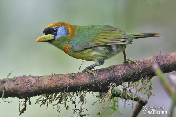 Red-headed Barbet (Eubucco bourcierii)