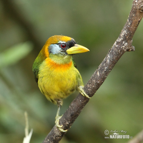 Red-headed Barbet (Eubucco bourcierii)