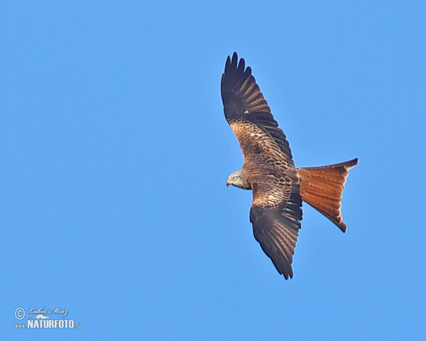 Red Kite (Milvus milvus)