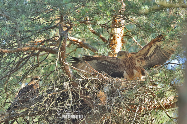 Red Kite (Milvus milvus)