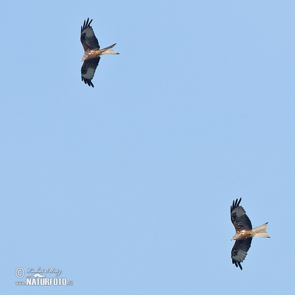 Red Kite (Milvus milvus)