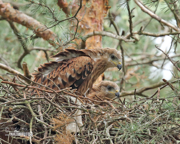 Red Kite (Milvus milvus)