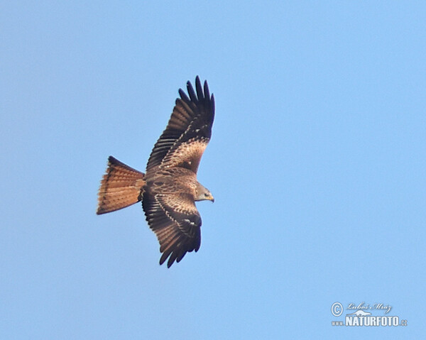 Red Kite (Milvus milvus)