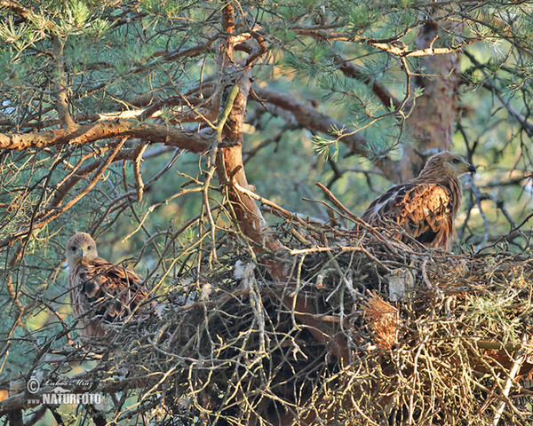 Red Kite (Milvus milvus)