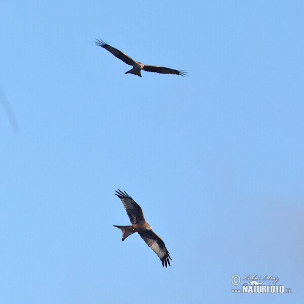 Red Kite (Milvus milvus)