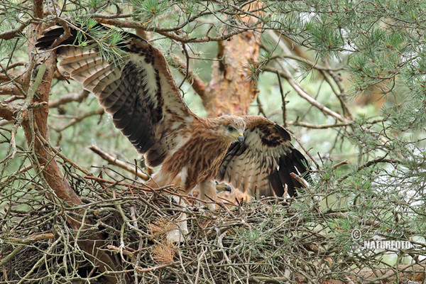 Red Kite (Milvus milvus)