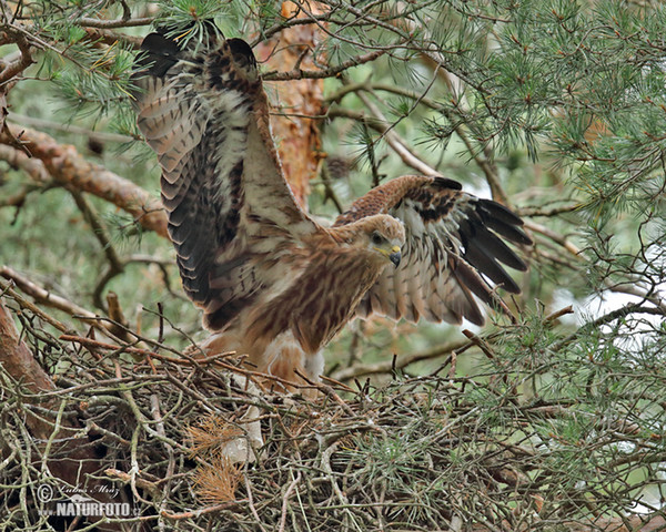 Red Kite (Milvus milvus)