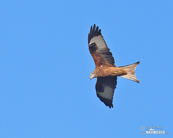 Red Kite (Milvus milvus)