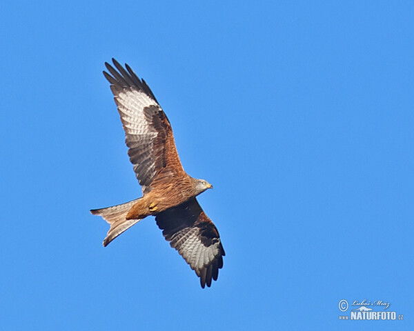 Red Kite (Milvus milvus)