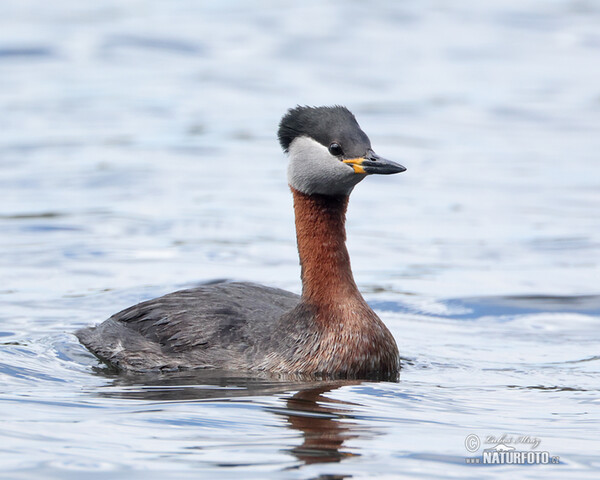 Red-necked Grebe (Podiceps grisegena)