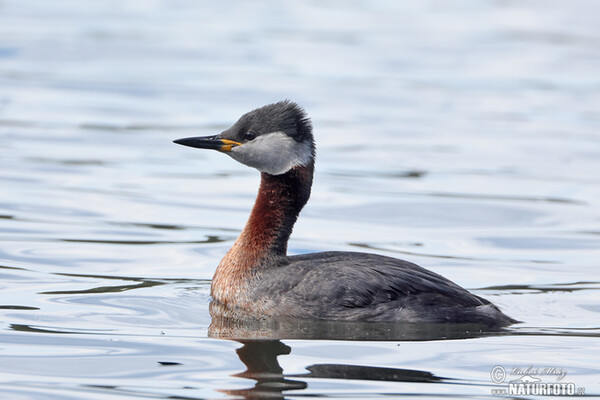 Red-necked Grebe (Podiceps grisegena)