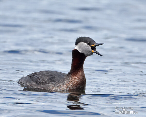 Red-necked Grebe (Podiceps grisegena)