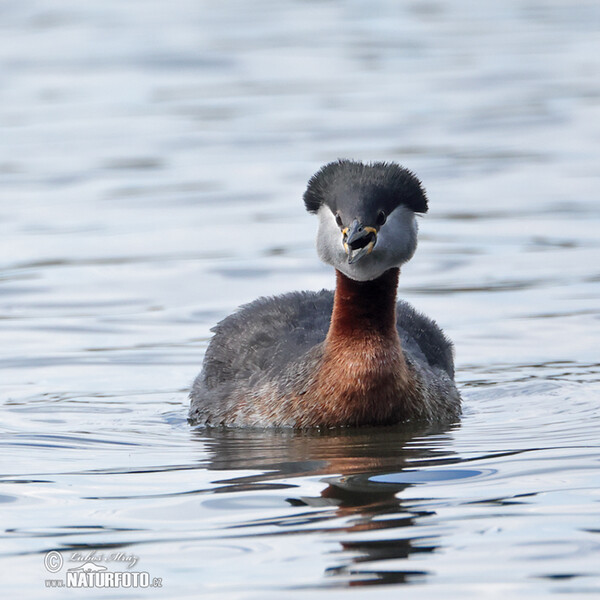 Red-necked Grebe (Podiceps grisegena)