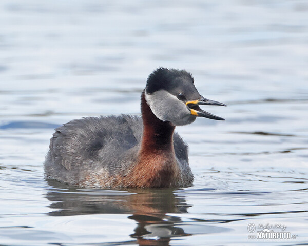 Red-necked Grebe (Podiceps grisegena)