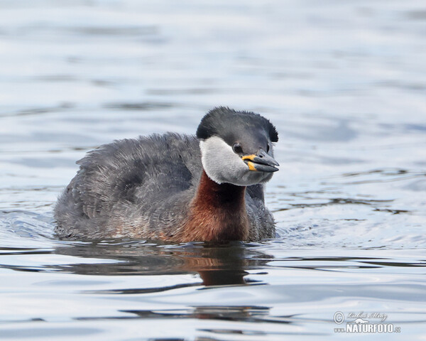 Red-necked Grebe (Podiceps grisegena)