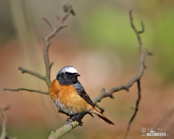 Red Start (Phoenicurus phoenicurus)