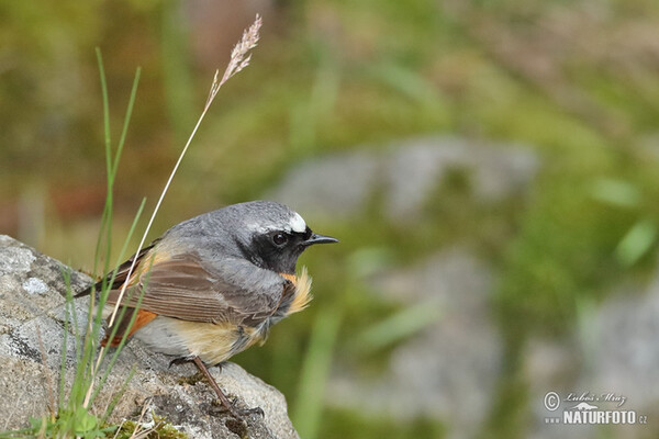 Red Start (Phoenicurus phoenicurus)