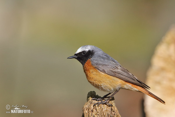 Red Start (Phoenicurus phoenicurus)