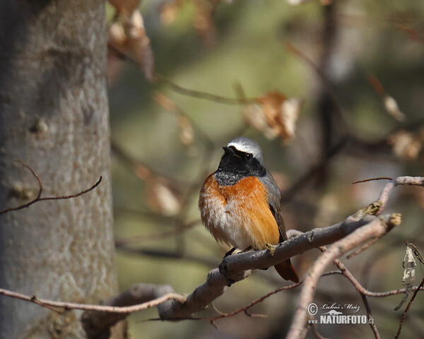 Red Start (Phoenicurus phoenicurus)