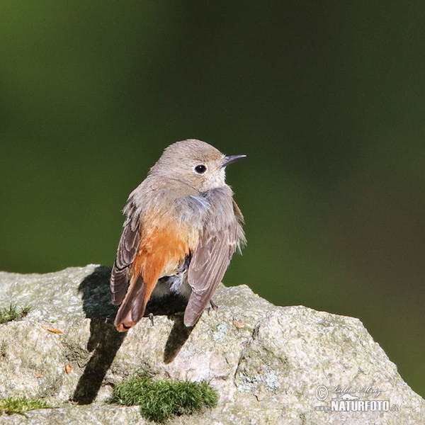 Red Start (Phoenicurus phoenicurus)