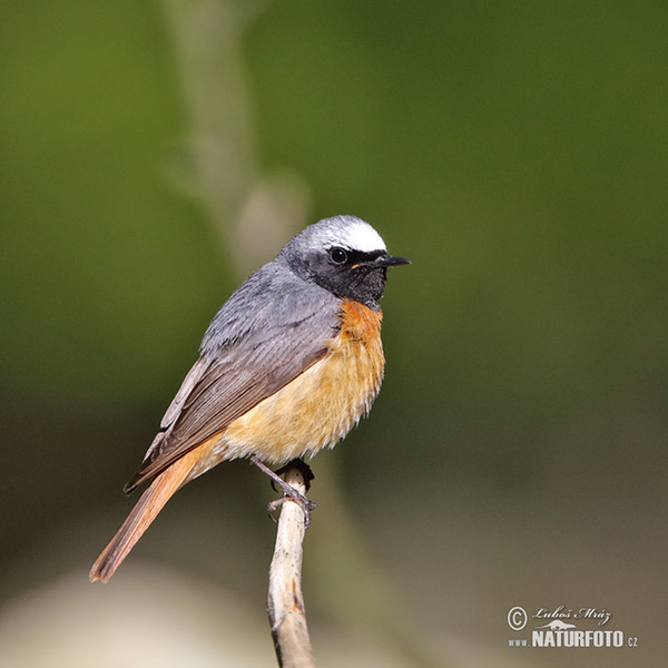 Red Start (Phoenicurus phoenicurus)