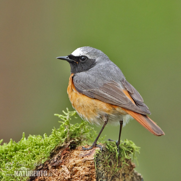 Red Start (Phoenicurus phoenicurus)