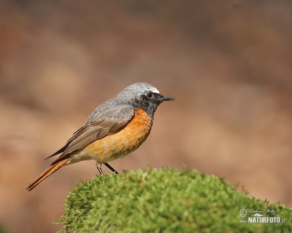 Red Start (Phoenicurus phoenicurus)