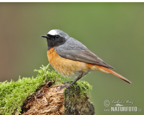 Red Start (Phoenicurus phoenicurus)