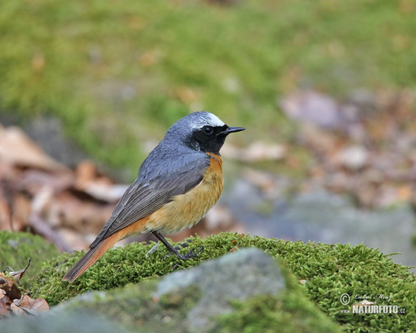 Red Start (Phoenicurus phoenicurus)