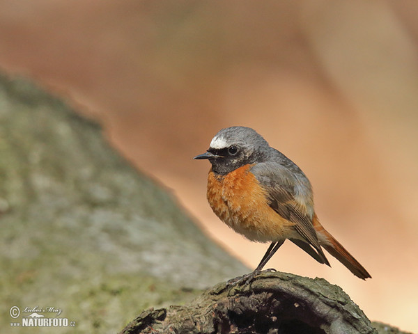 Red Start (Phoenicurus phoenicurus)